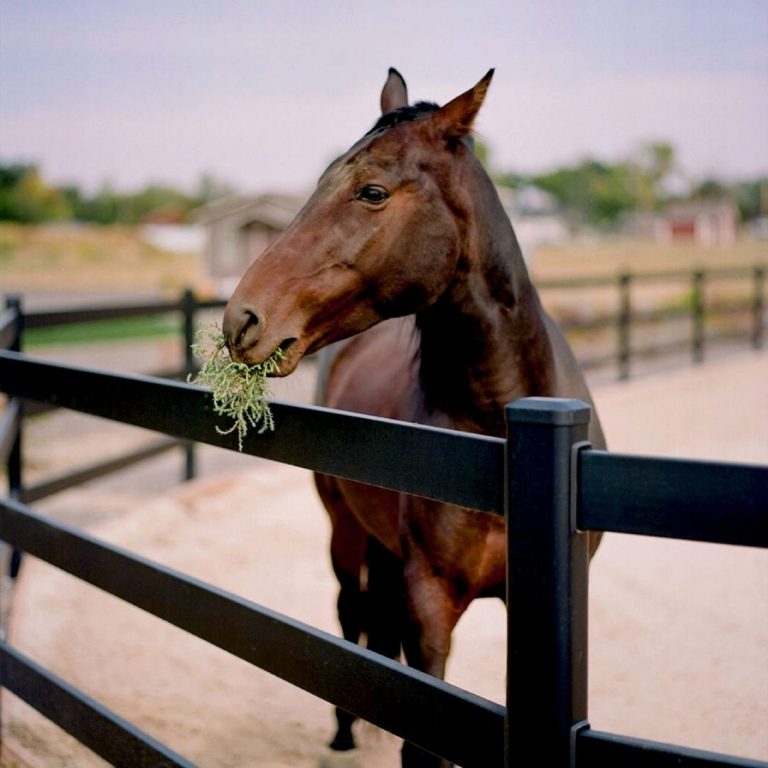 hefe fence gallery best fencing florida sarasota Charlotte County Naples54